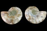 Agate Replaced Ammonite Fossil - Madagascar #150923-1